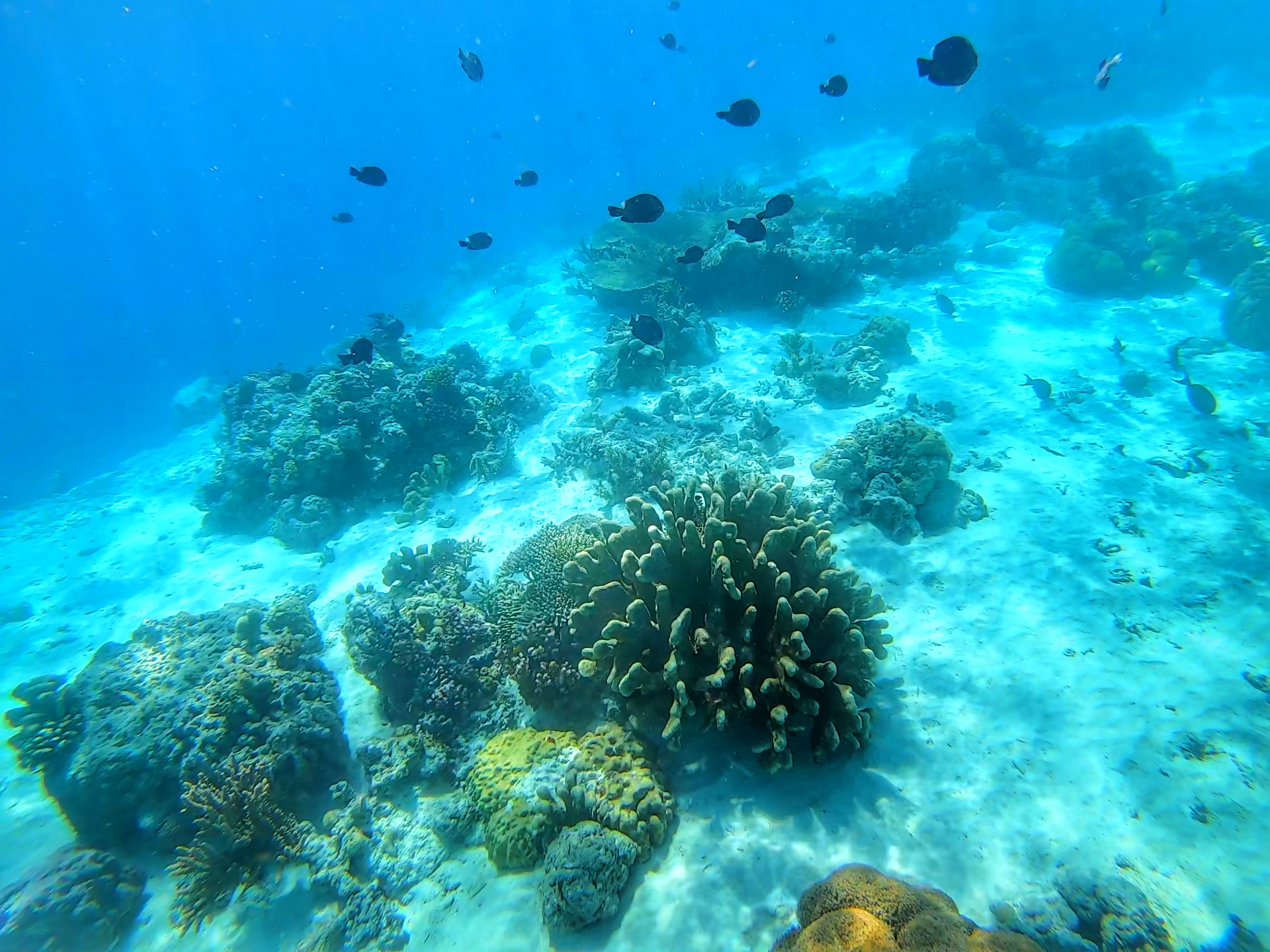 吉隆坡|仙本那——人文到美景,我从西马到东马