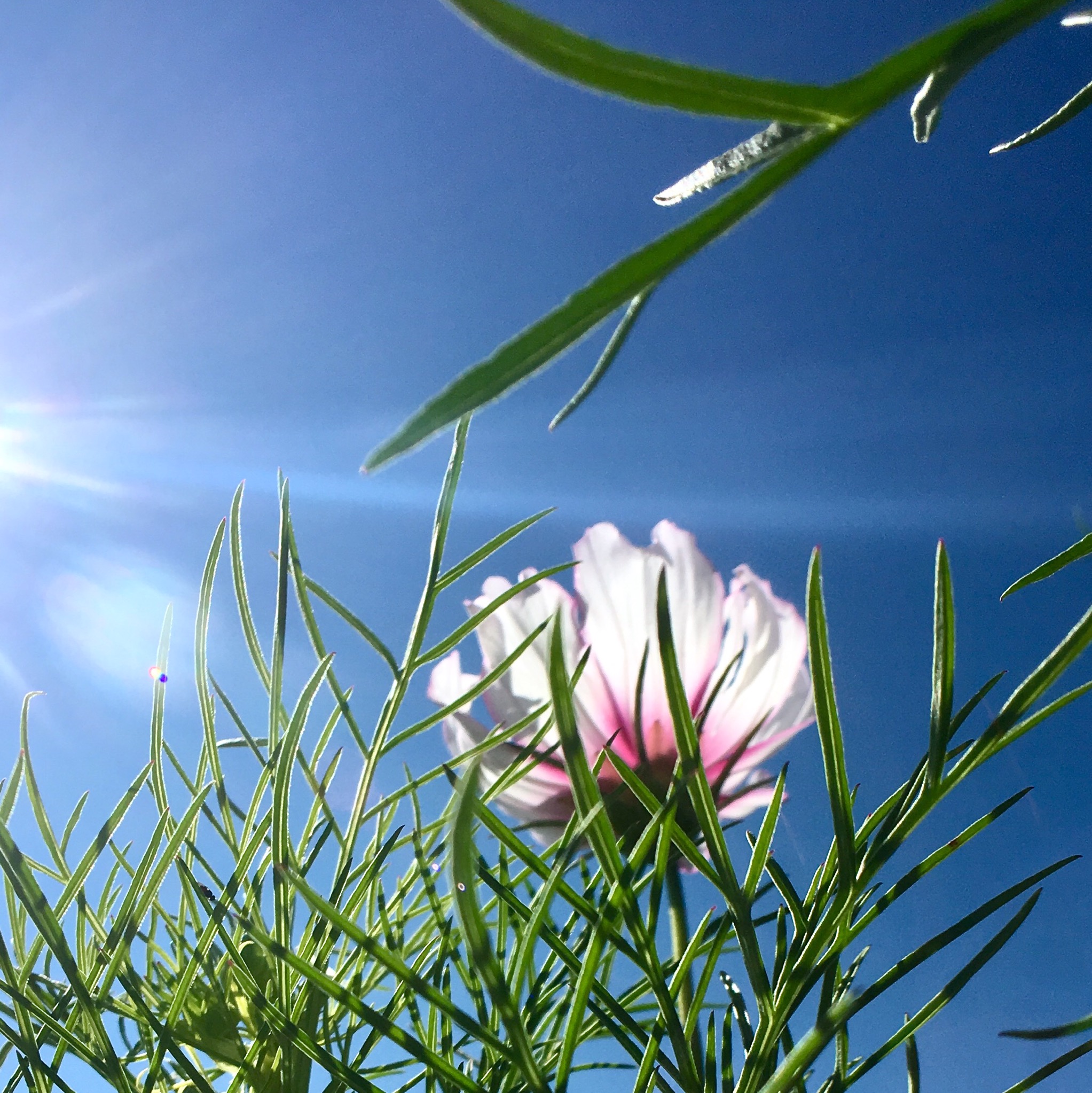 摄影大赛no2那些花儿