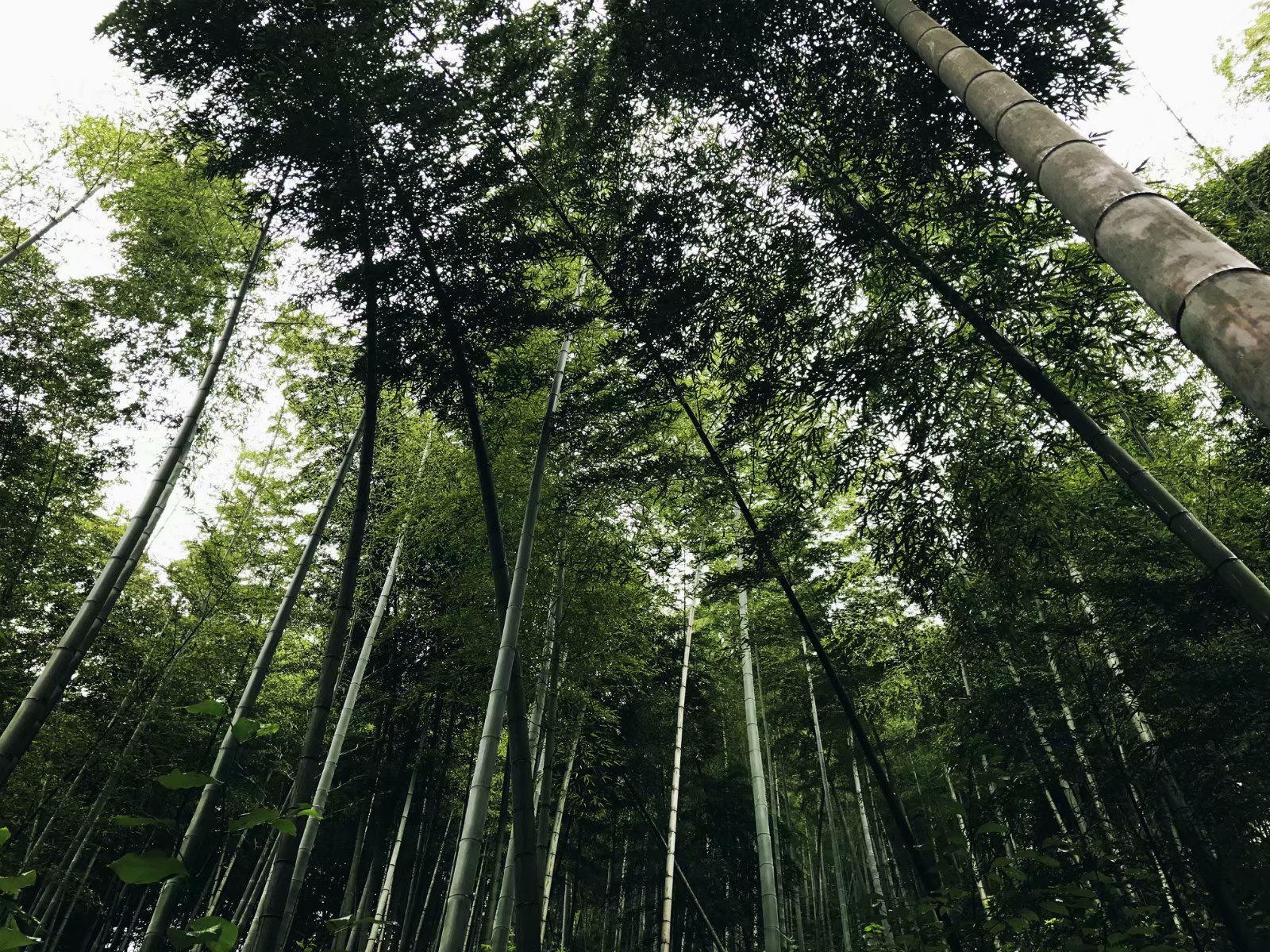 黃山自助遊攻略