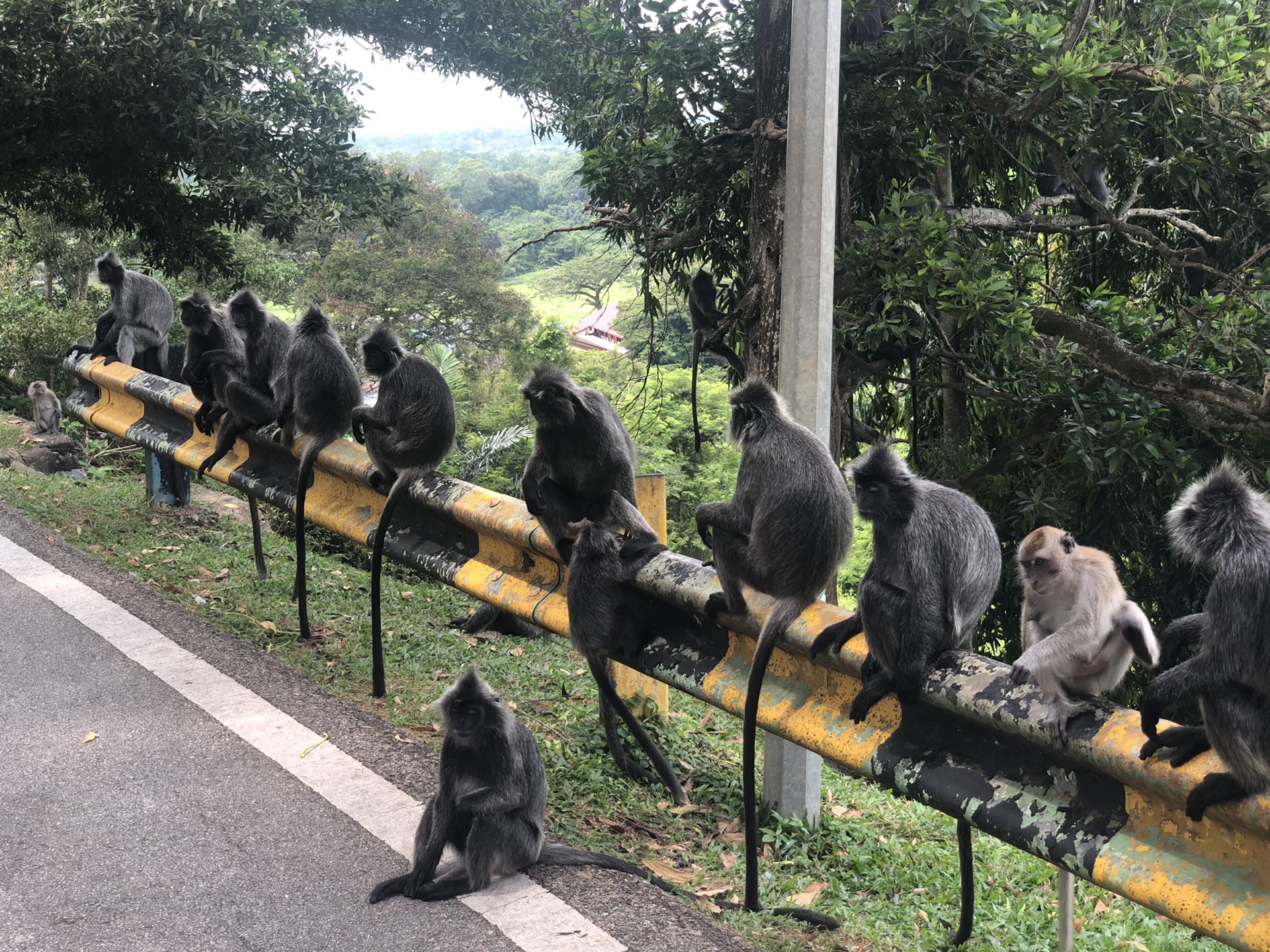 吉隆坡自助遊攻略