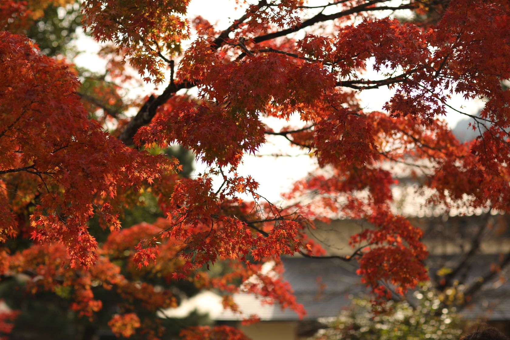 京都自助遊攻略