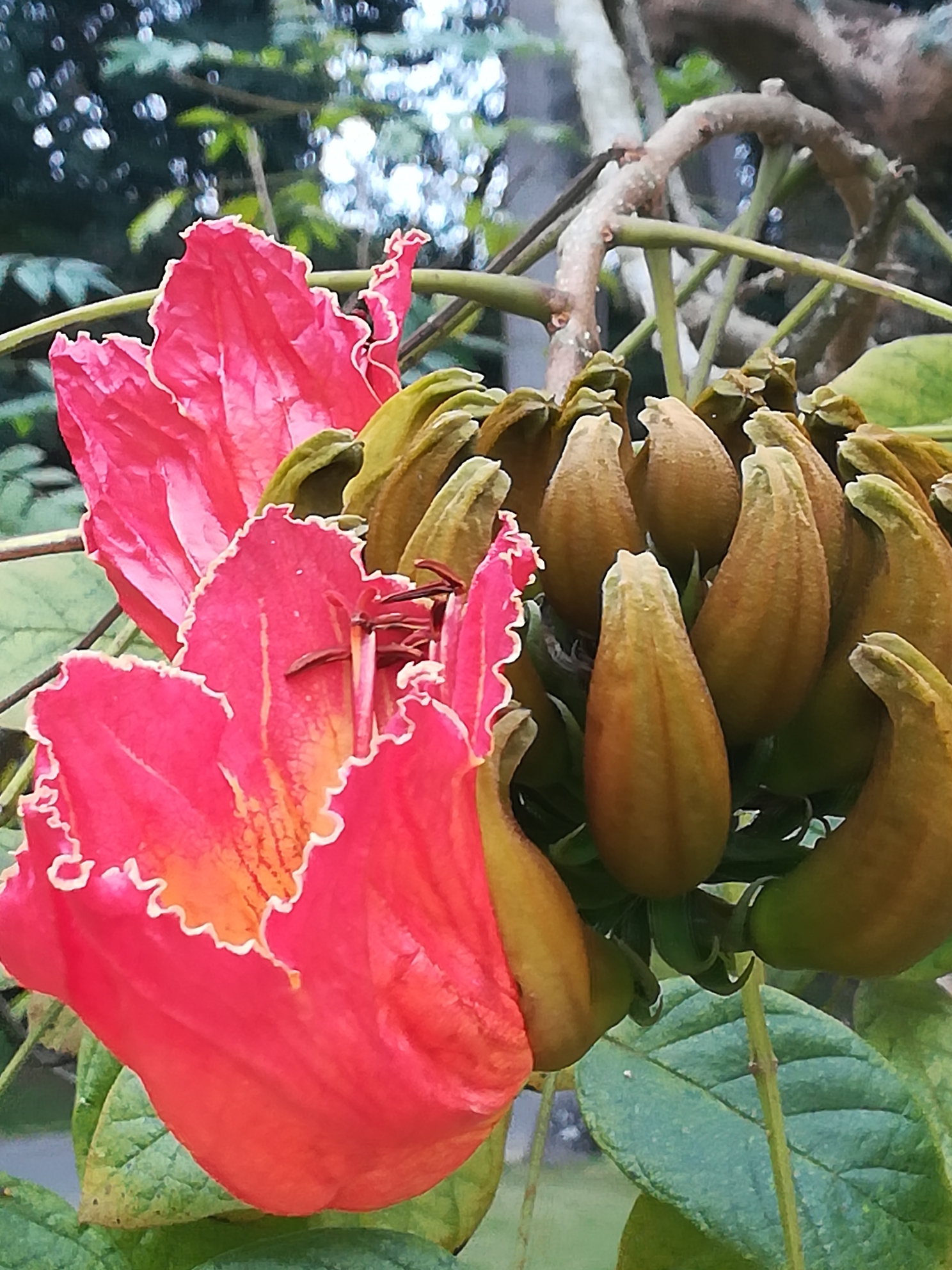 西雙版納中科院植物園