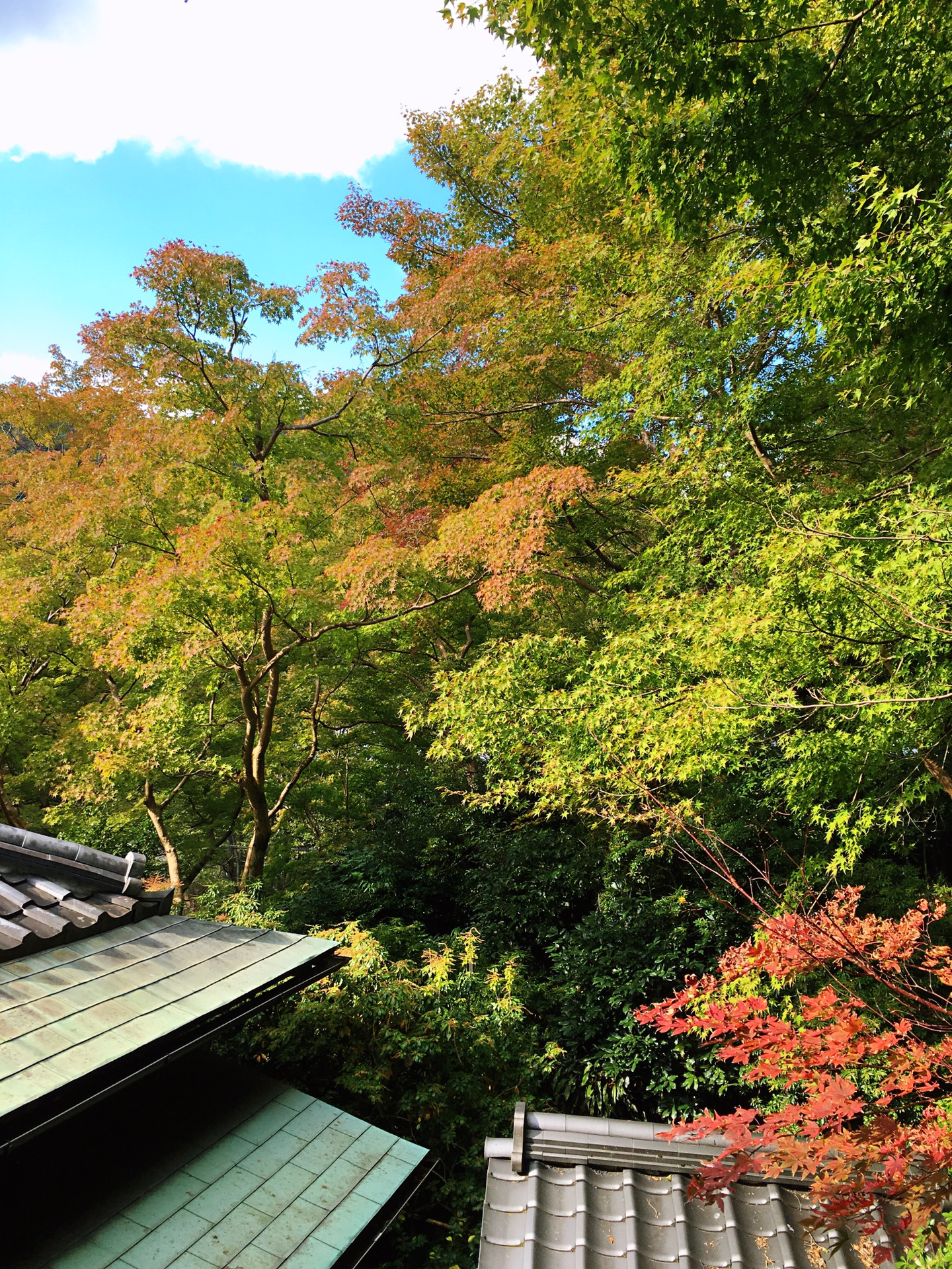 京都自助遊攻略