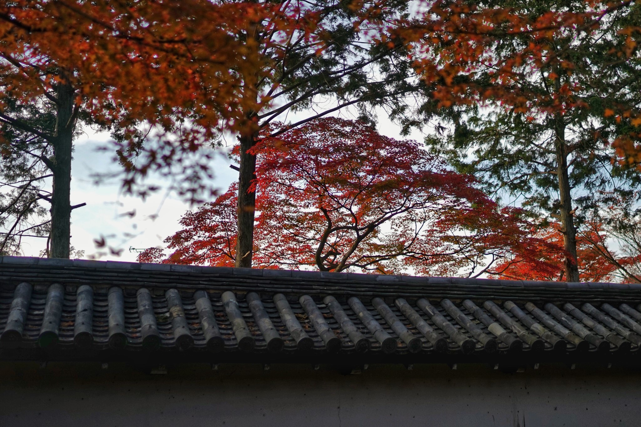 京都自助遊攻略