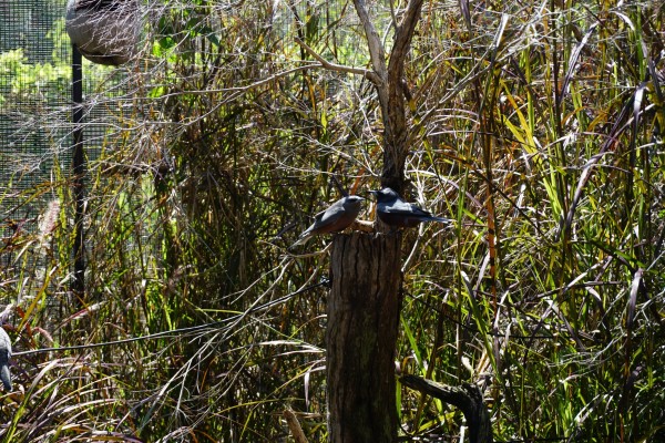 考拉在哪睡觉 wKgED1wcioWAa2b6ABa6AhP8KFY93.jpeg?imageView2%2F2%2Fw%2F600%2Fh%2F600%2Fq%2F90