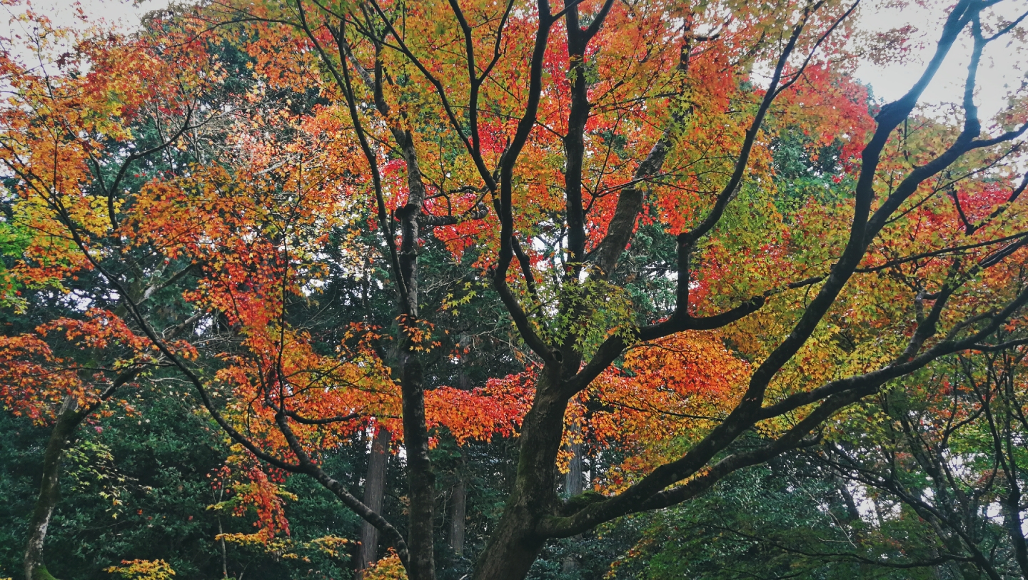 京都自助遊攻略