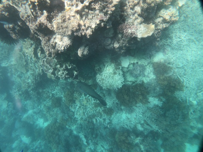 大堡礁自助遊攻略
