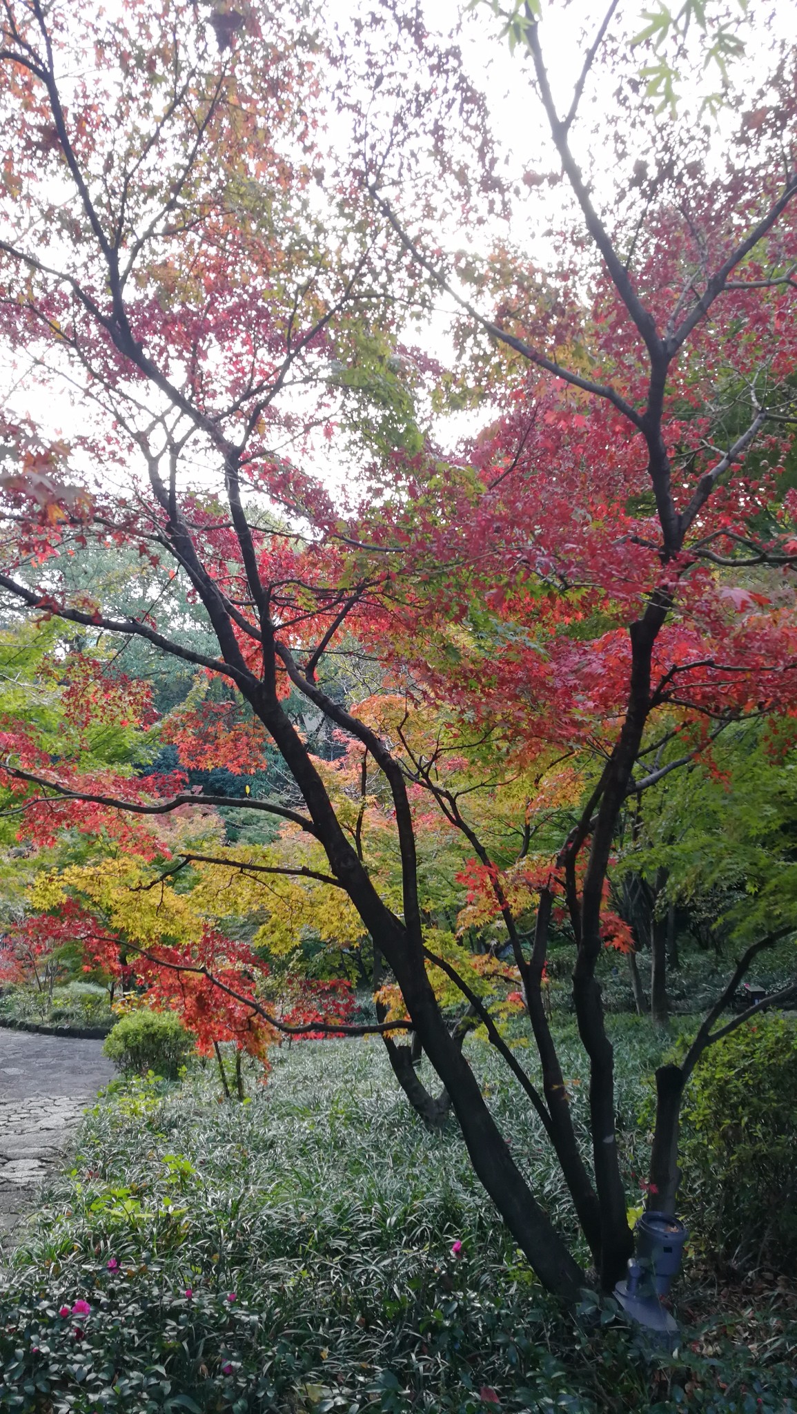 名古屋自助遊攻略