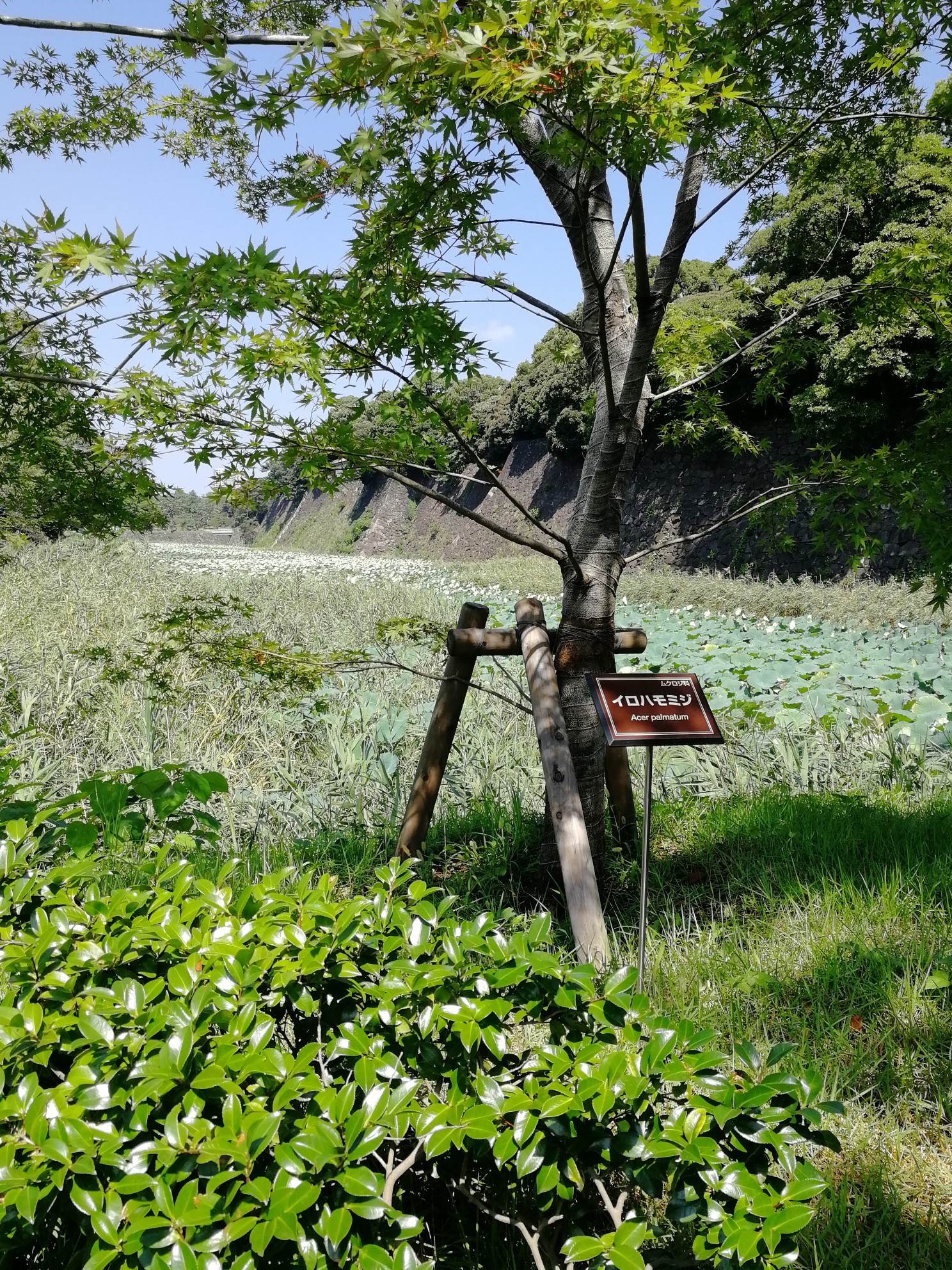 東京自助遊攻略