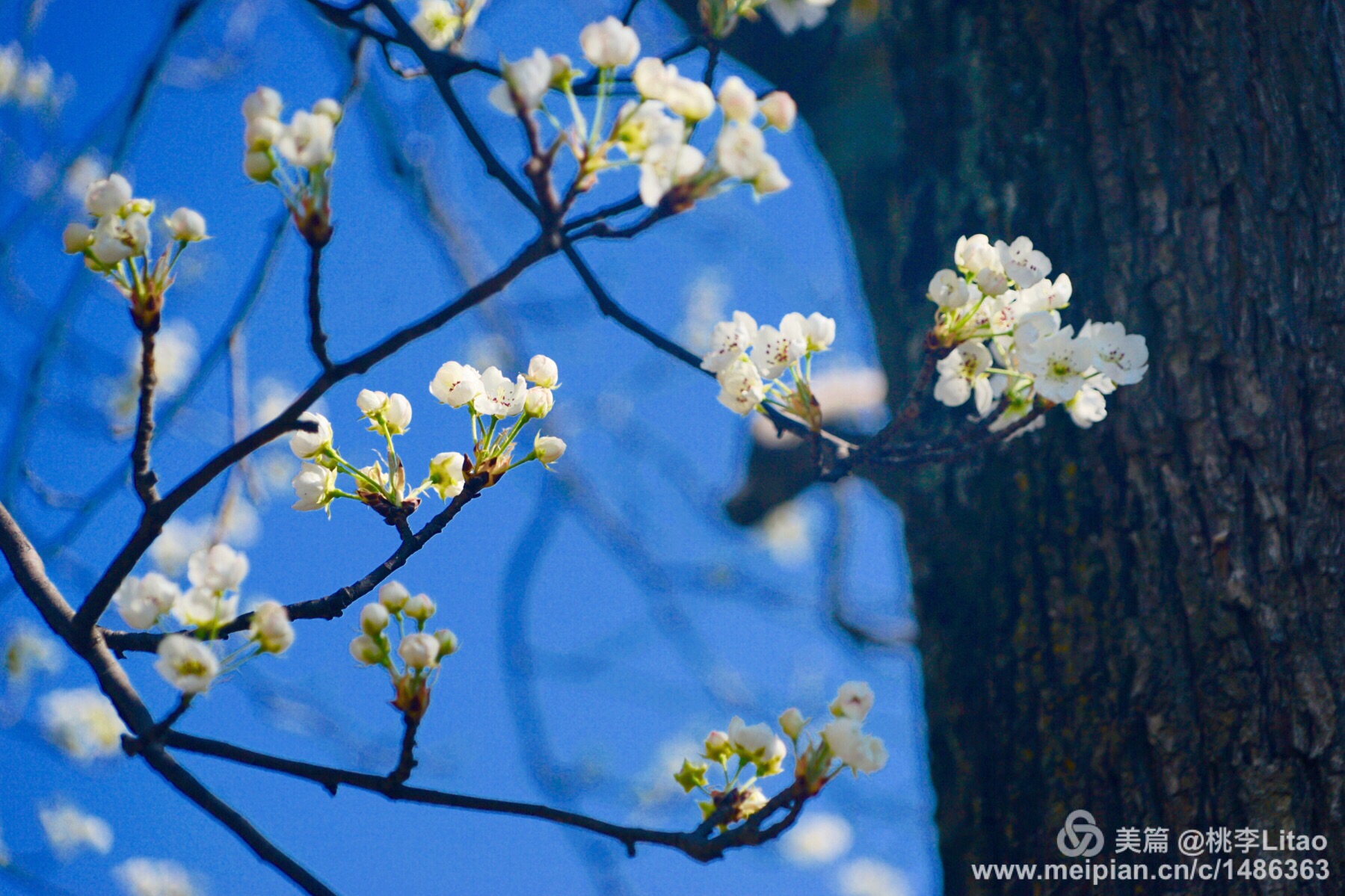 又见梨花开曲谱_又见梨花开歌词和简谱