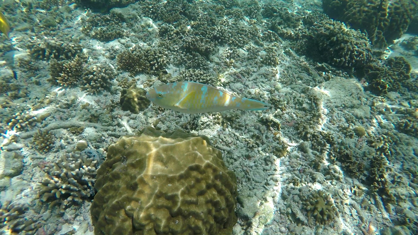 蘇梅島自助遊攻略