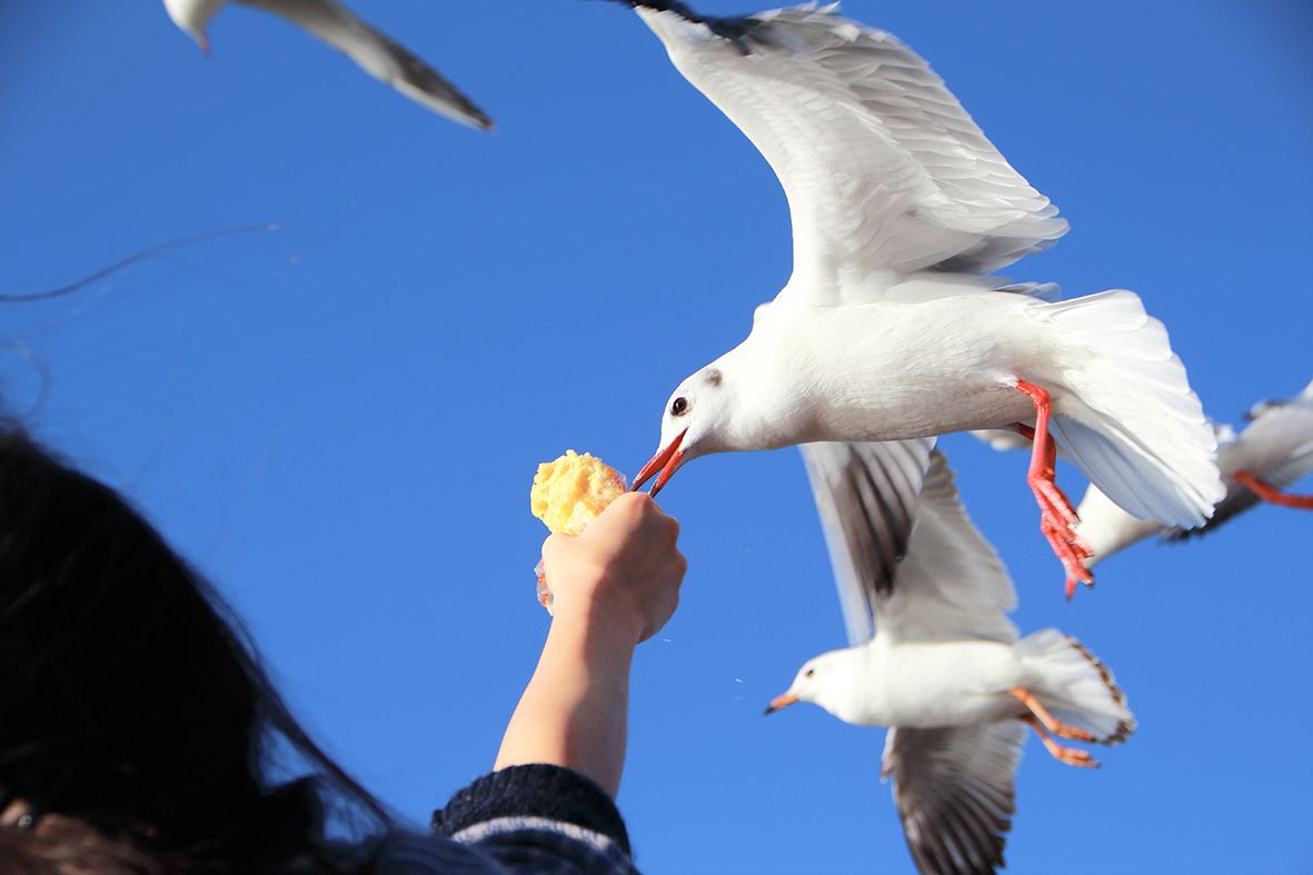 介绍已下线--巡航体验馆无自费无购物帆船出海喂海鸥一价全含臻纯玩