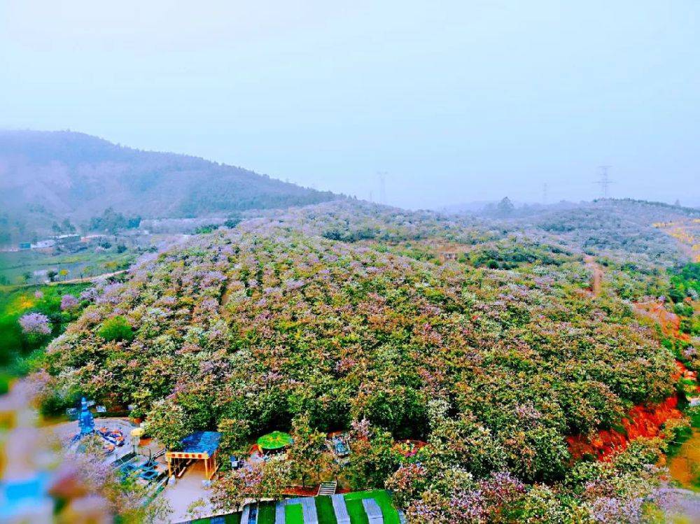 广州花都志惠农场踏春游玩套票