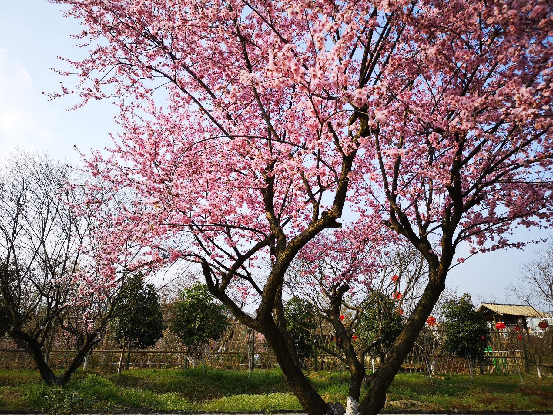 梅花镇梅花村人口_乐昌梅花镇梅花街(2)