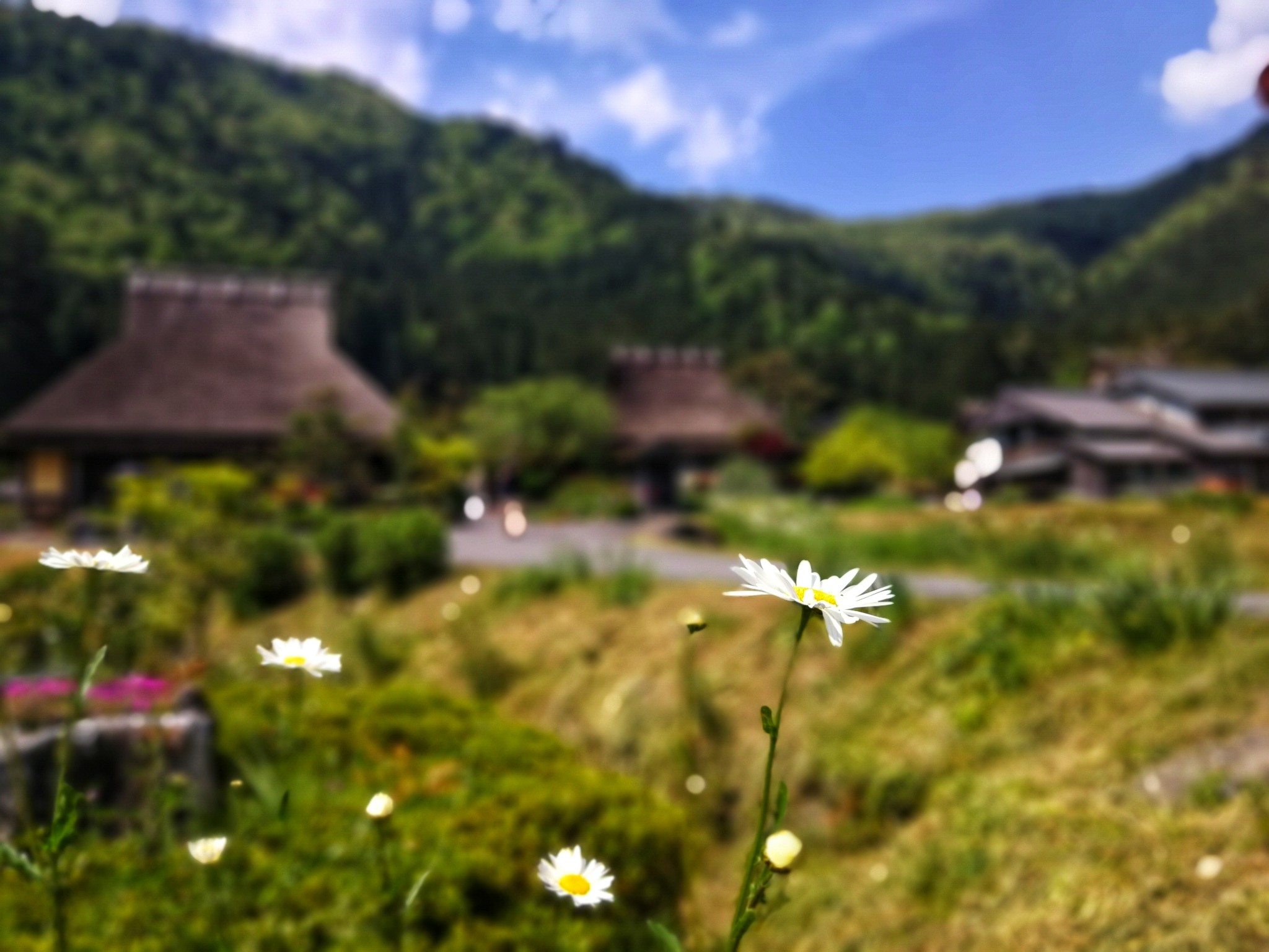 京都自助遊攻略