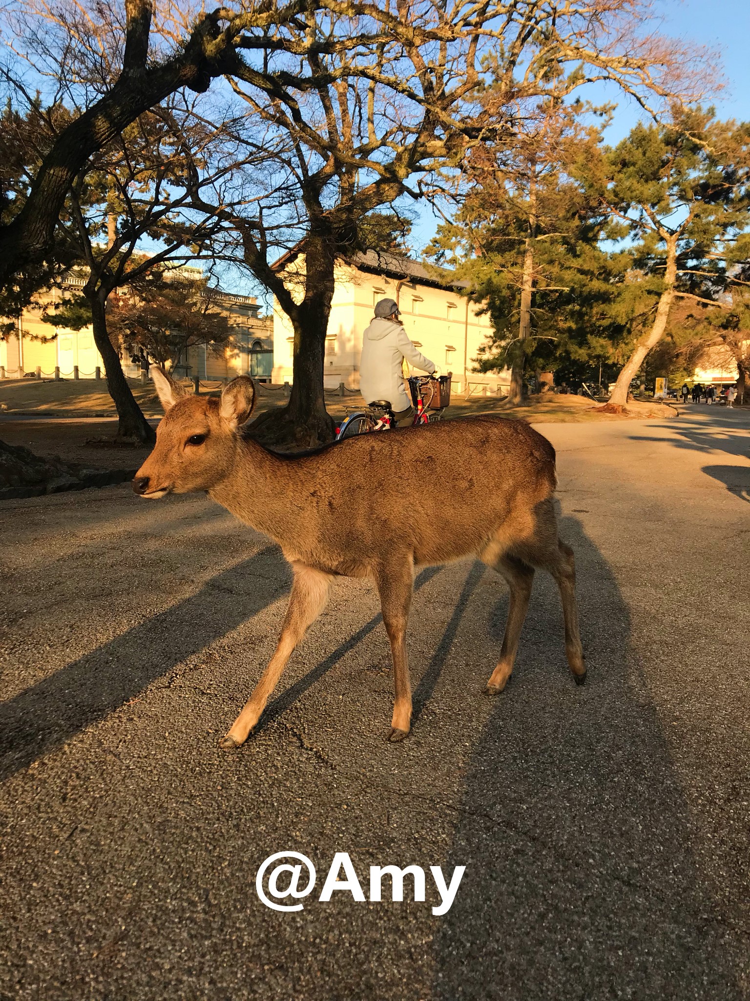 京都自助遊攻略