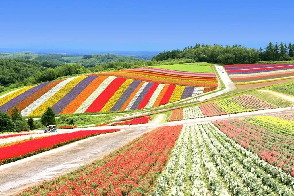 北海道春夏赏花攻略