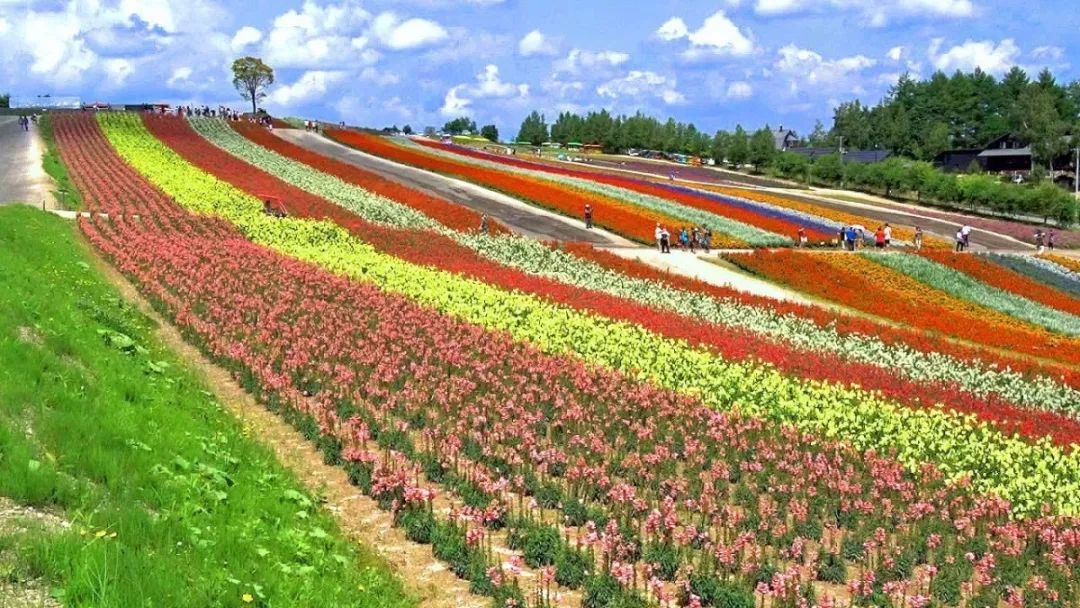 北海道春夏赏花攻略