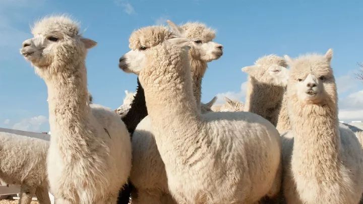 北海道春夏赏花攻略