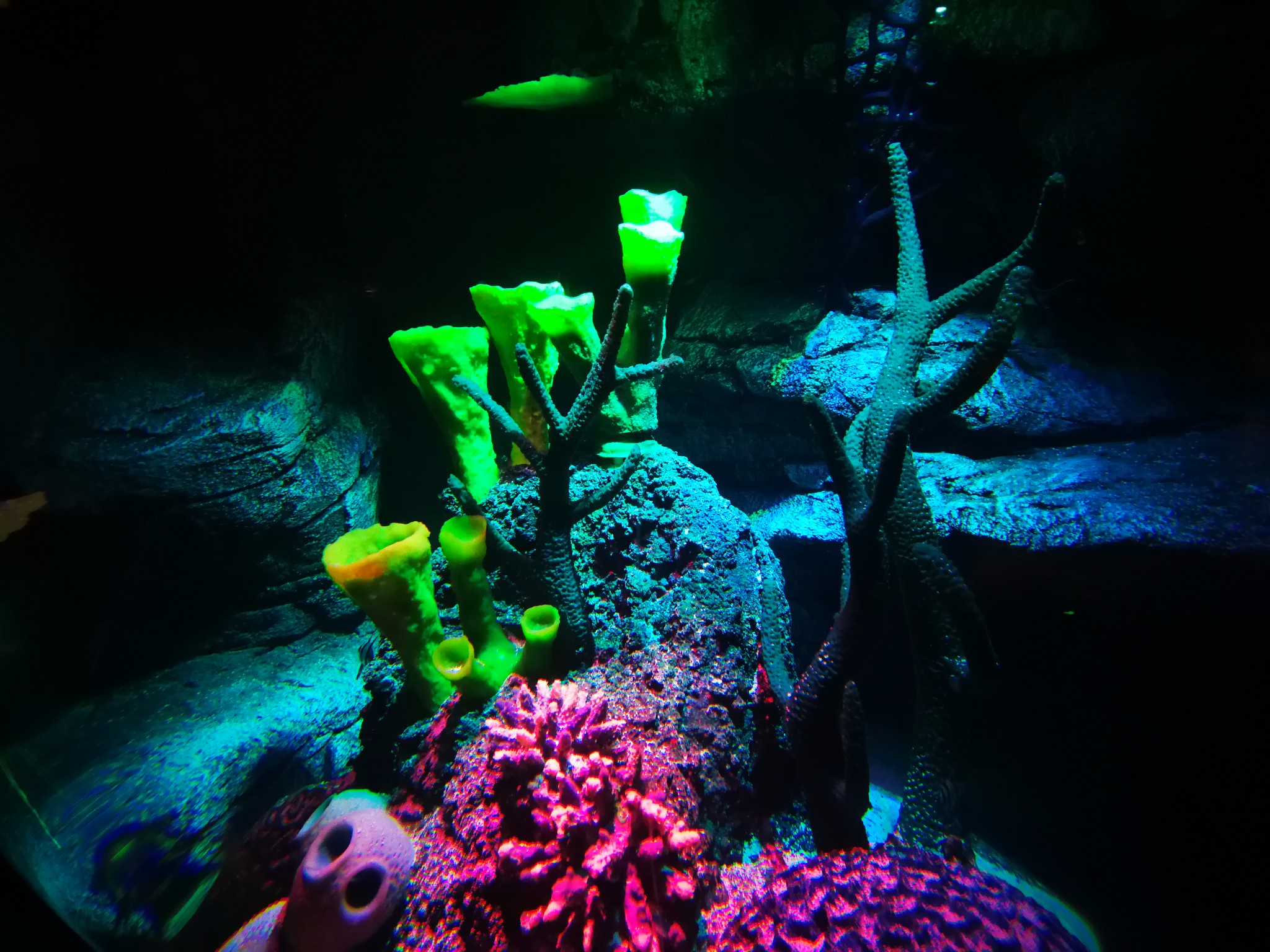 地铁直达的奇趣海洋馆落户沈阳k11~快去打卡鸭!