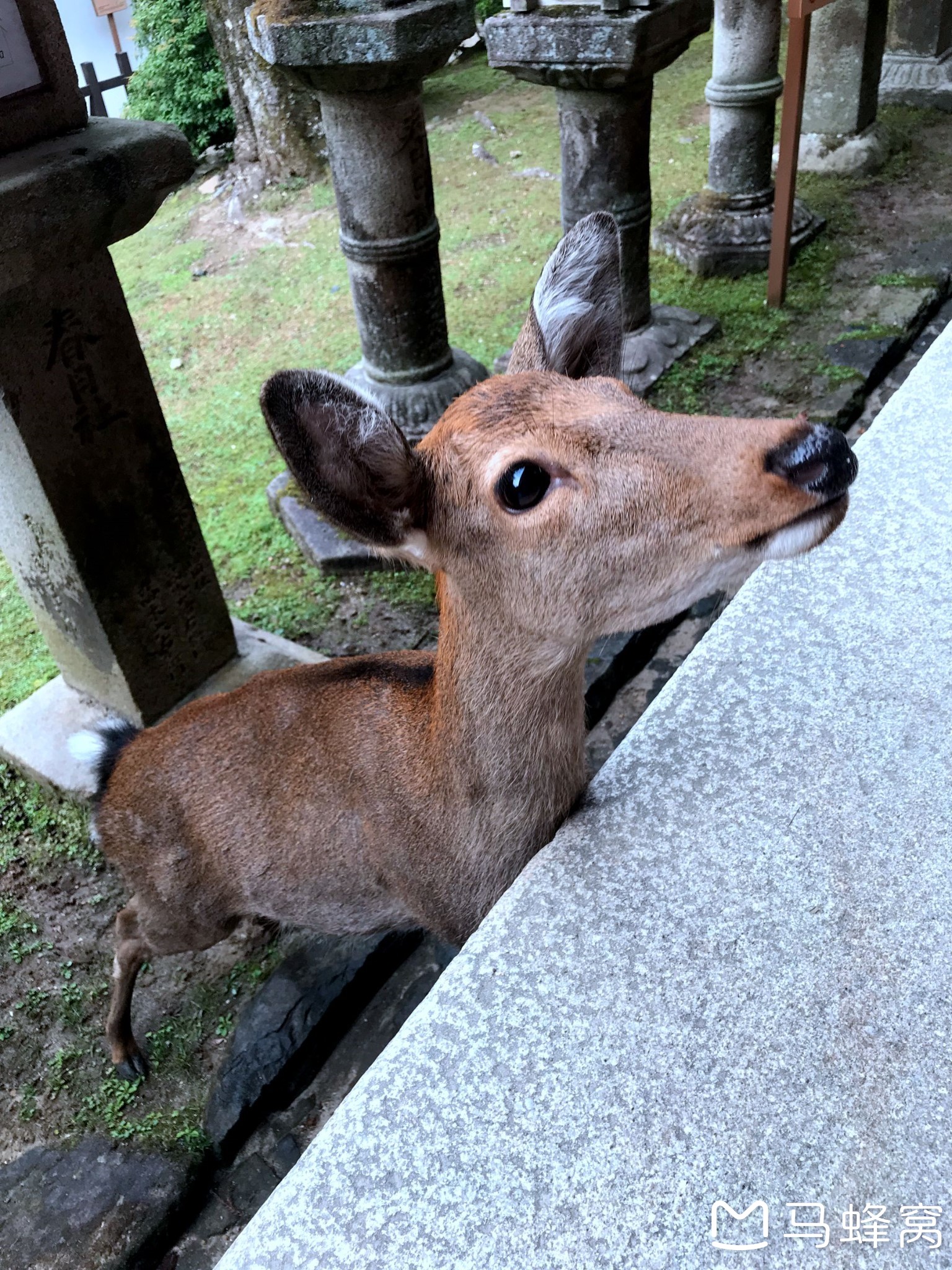 日本自助遊攻略