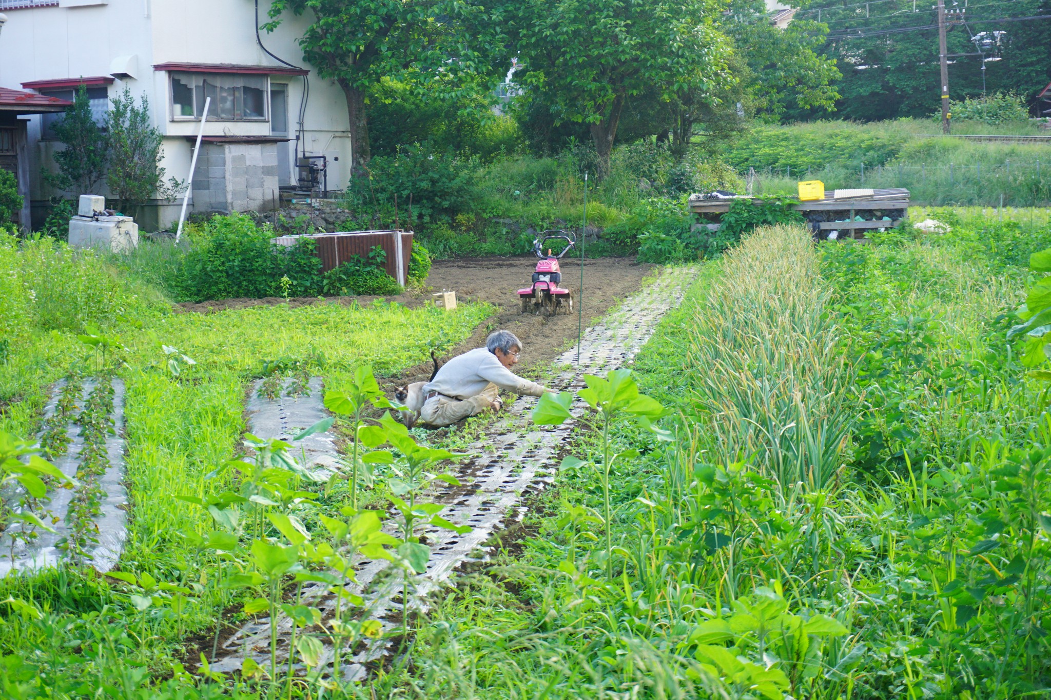 東京自助遊攻略