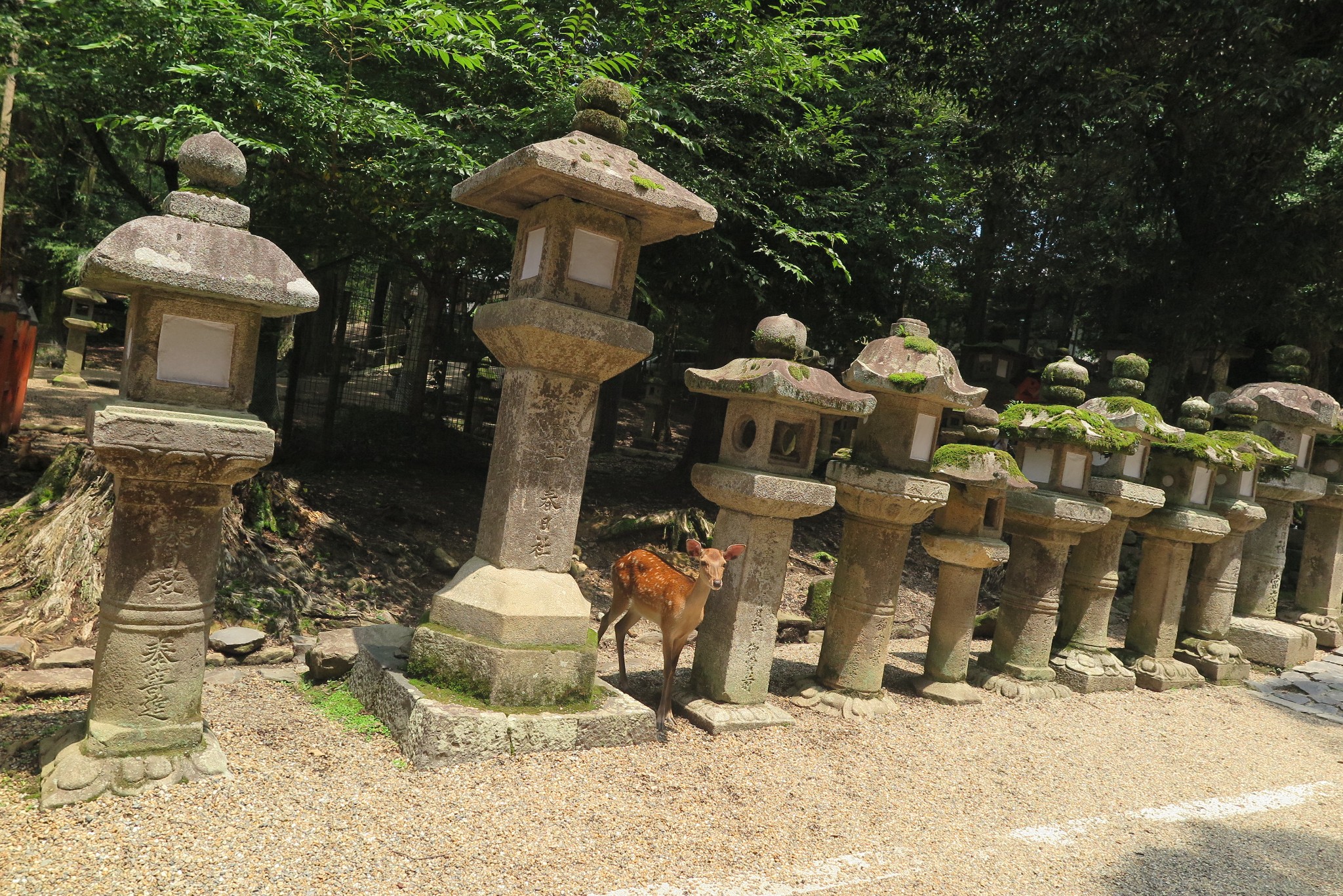 京都自助遊攻略