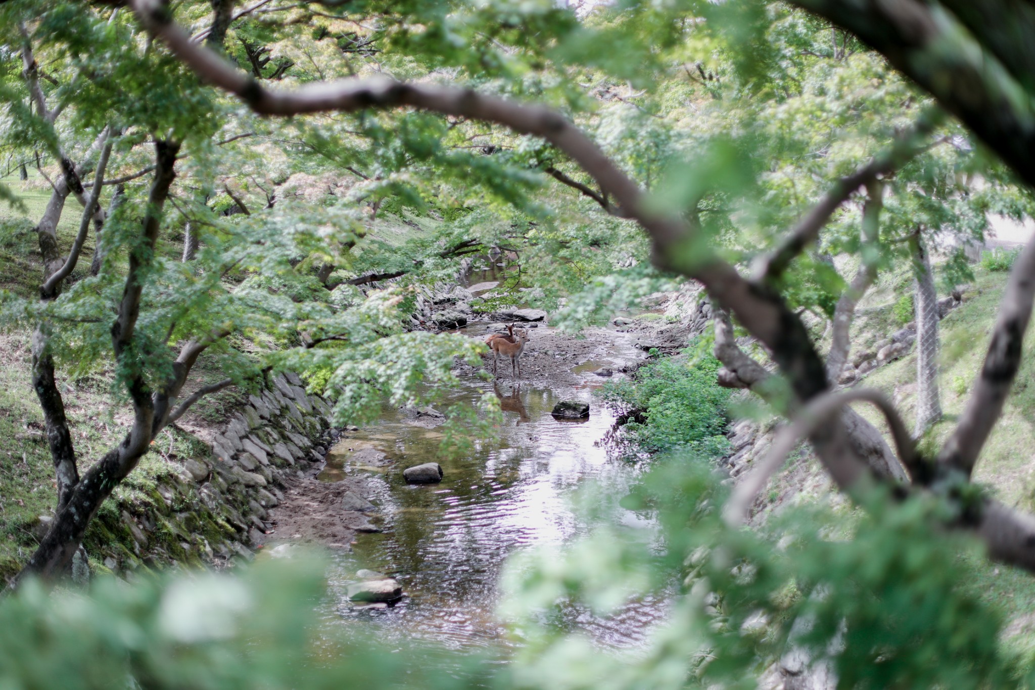 京都自助遊攻略