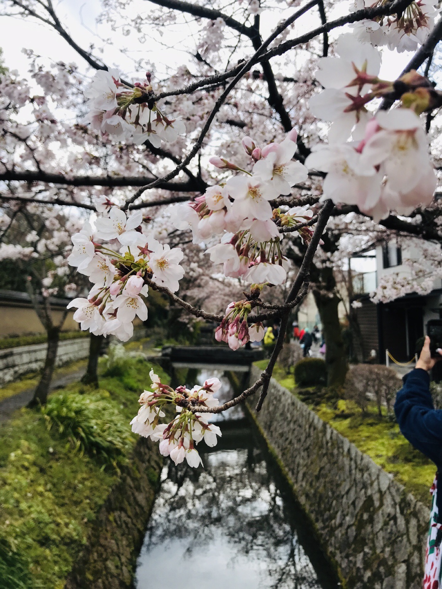 京都自助遊攻略