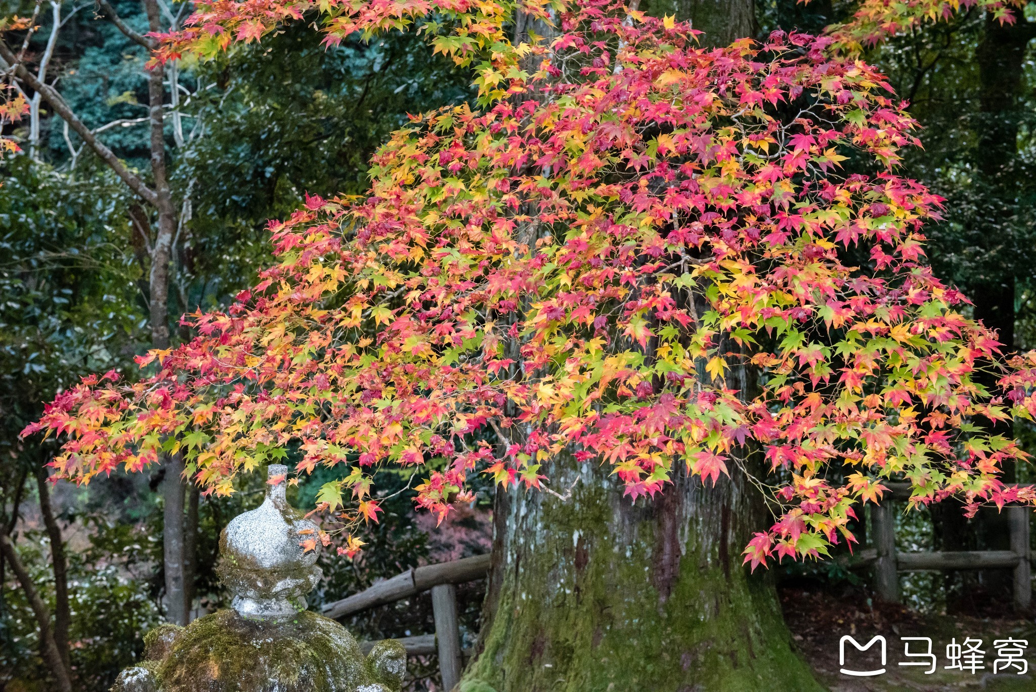 京都自助遊攻略