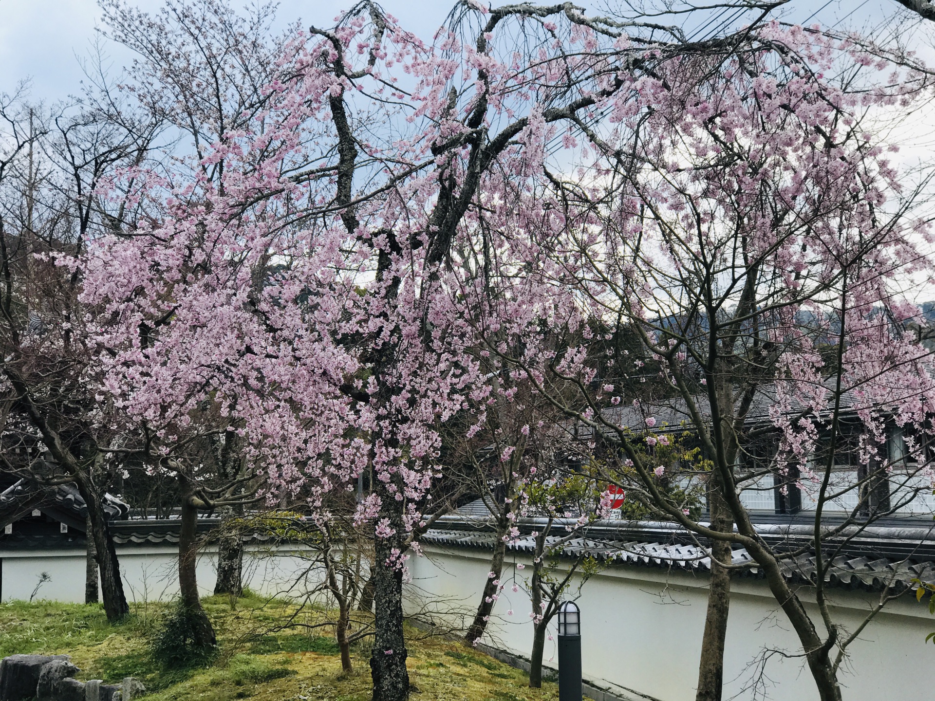 京都自助遊攻略