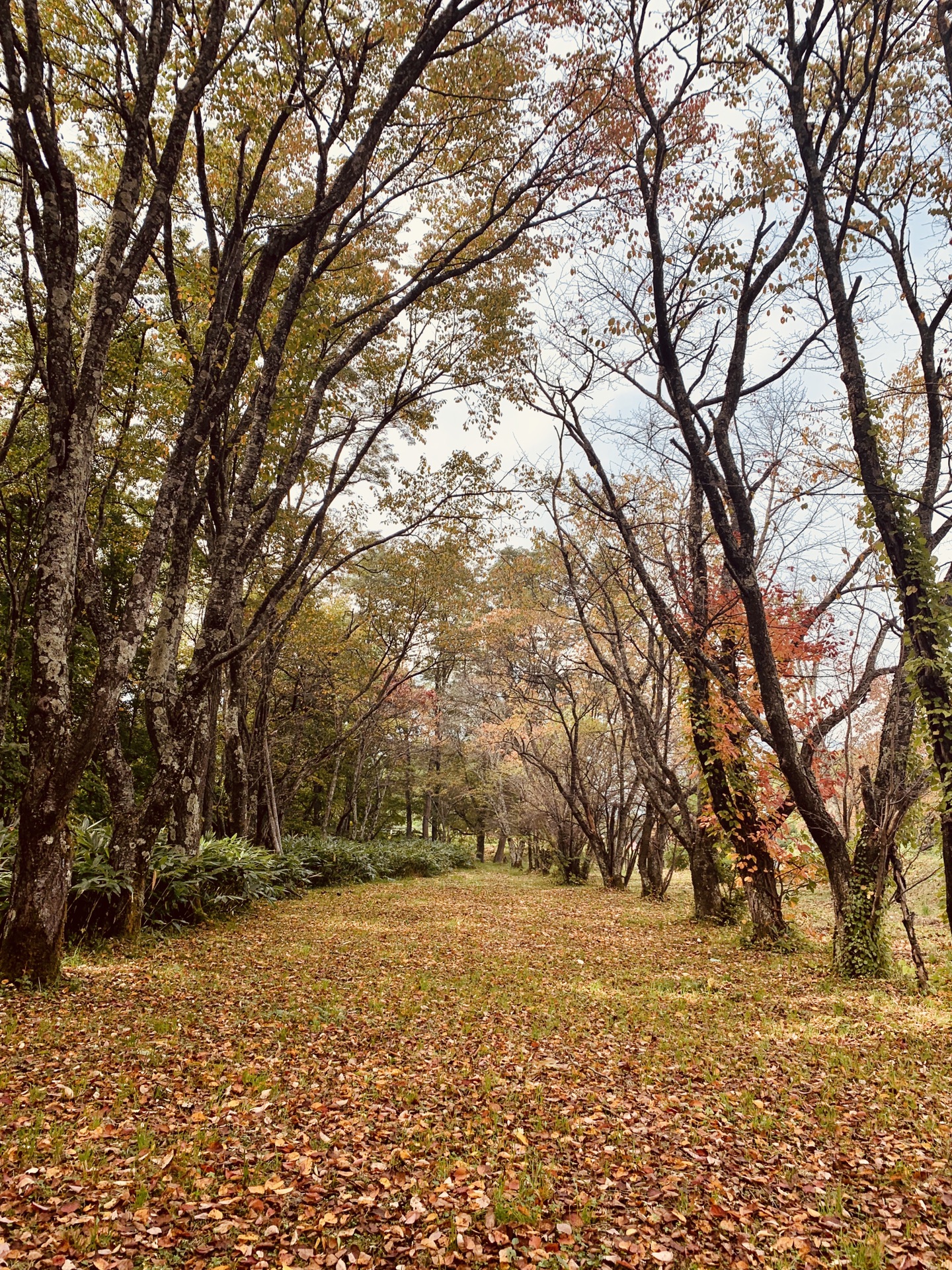 北海道自助遊攻略