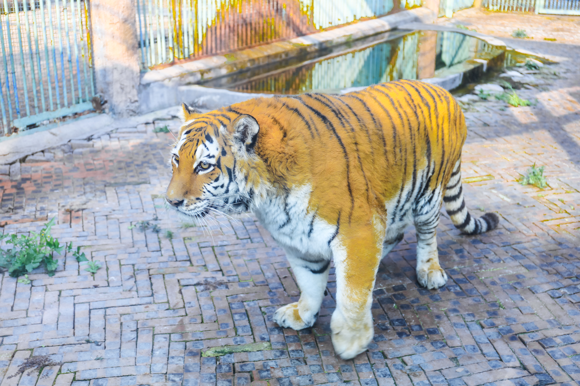 有一座城,与花同名,有一种花叫攀枝花.