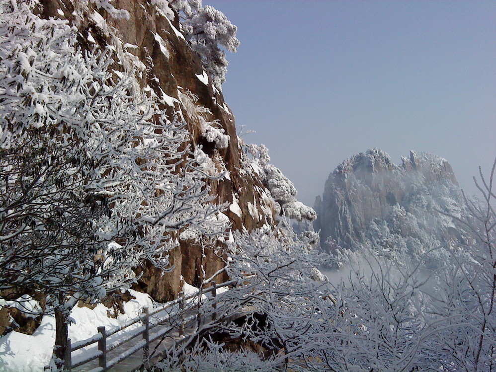 雪松怎么搭_雪松简笔画怎么画(2)