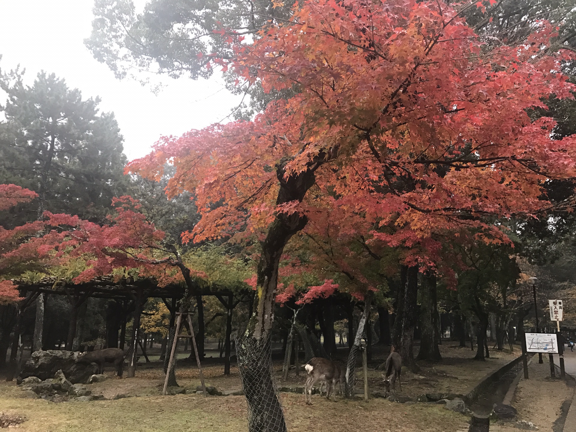 京都自助遊攻略