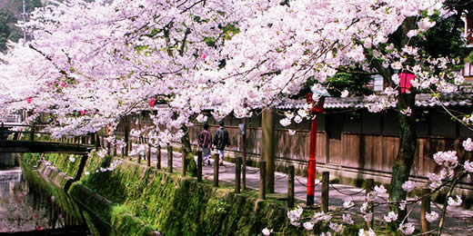 Image result for 日本 樱花