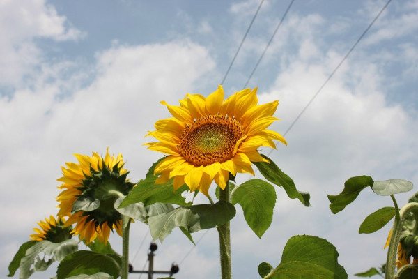 向日葵什么时候才开 wKgB3FG_0R2ADwbgAASsq5R6EZs61.jpeg?imageView2%2F2%2Fw%2F600%2Fh%2F600%2Fq%2F90