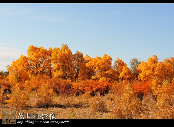 胡杨林婚纱_胡杨林婚纱照图片