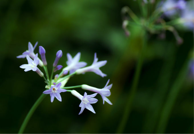 粉色小花植物叫什么花 wKgB3FHWZ0uARidyAAFd_DFl_SE79.jpeg?imageView2%2F2%2Fw%2F680%2Fq%2F90%7Cimageslim