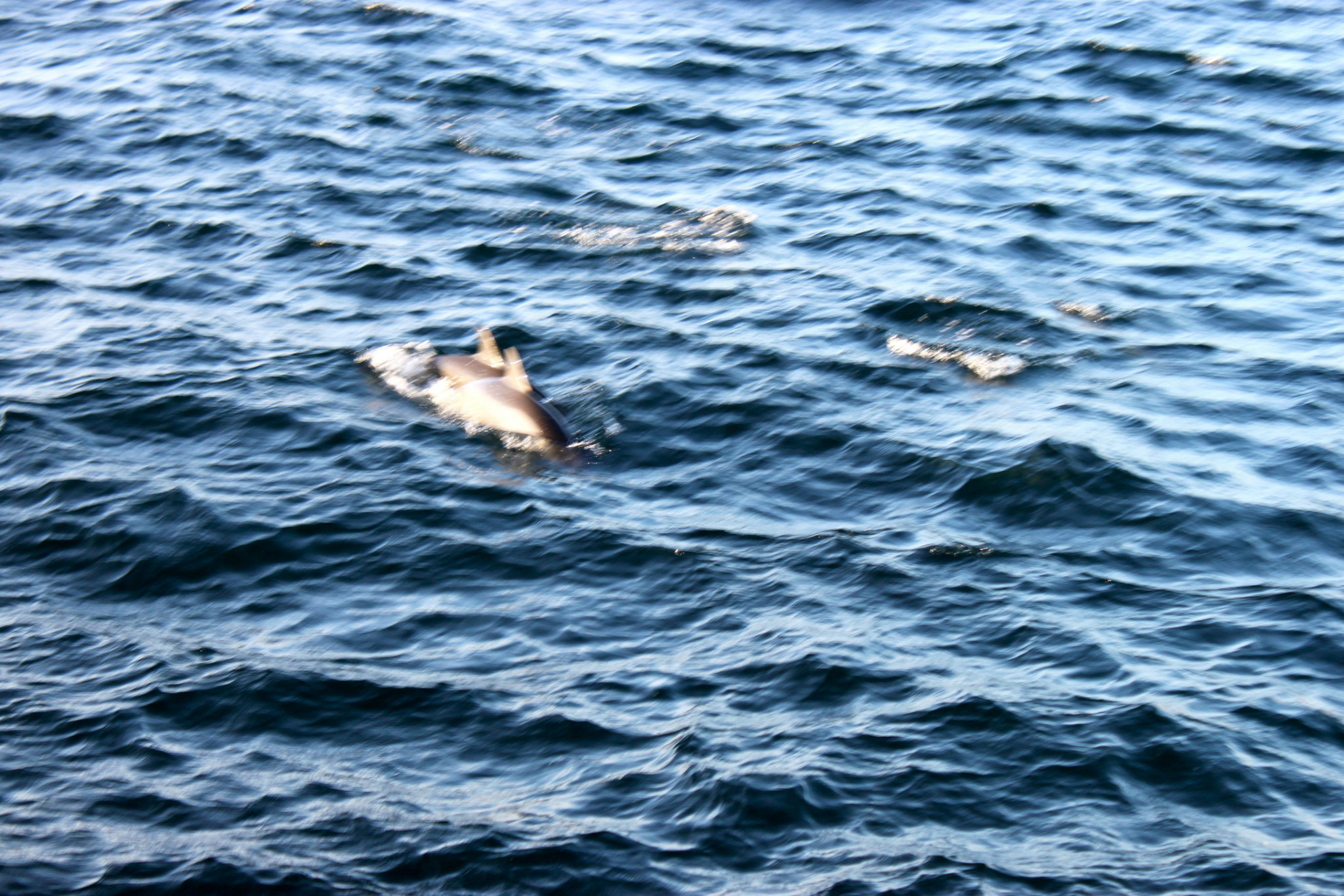 wKgB3FDSApuACmy_AA0puHYZa6004.jpeg?imageView2%2F2%2Fw%2F600%2Fh%2F600%2Fq%2F90