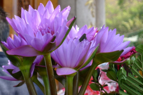 蓝莲花什么花 wKgB3FEPczWAB_GHAAGE5TKeKGk59.jpeg?imageView2%2F2%2Fw%2F600%2Fh%2F600%2Fq%2F90