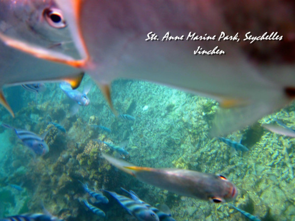 鱼多久能喂食 wKgB3FEM33iAMOrRAAvkYIXrs7A09.jpeg?imageView2%2F2%2Fw%2F600%2Fh%2F600%2Fq%2F90