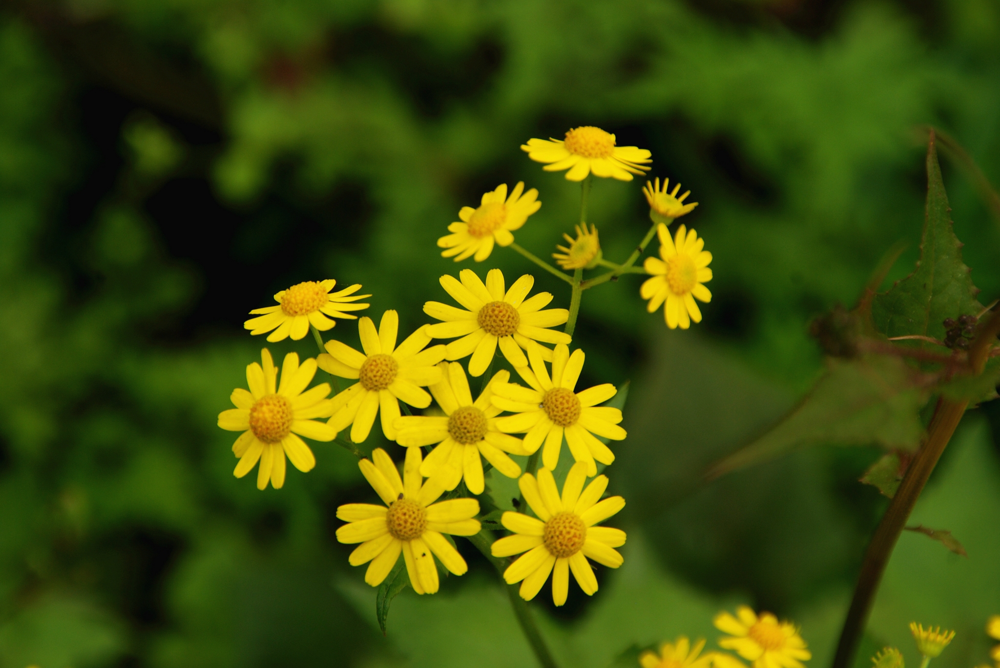 它的名字——蒲儿根