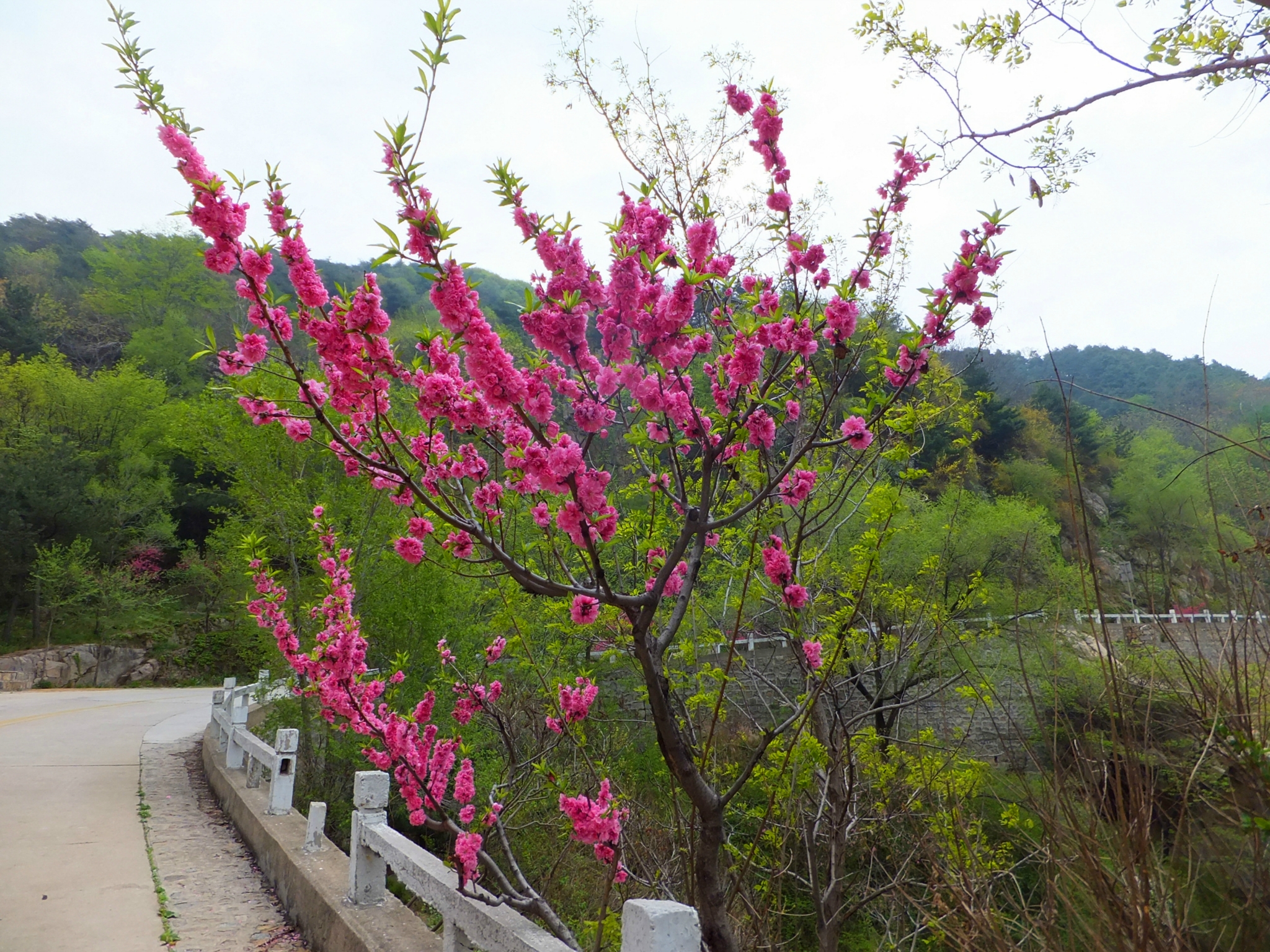 2017陽山桃花節,2017無錫陽山桃花節時間—地點—活動詳情