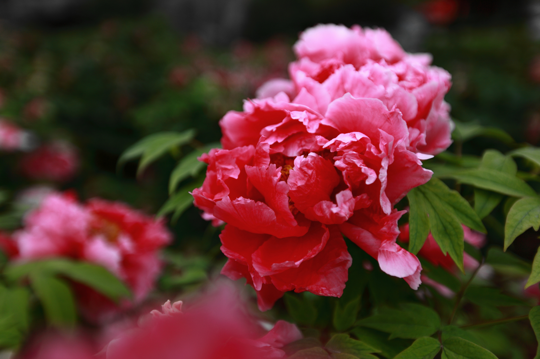 wKgB4lNYnNyATa_UACEGMMNpN6c58.jpeg?imageView2%2F2%2Fw%2F600%2Fq%2F90