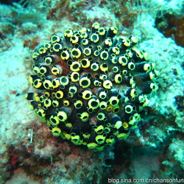 啥是海葵 wKgB4lKUsnqARC2HAALbV7lllcc89.jpeg?imageView2%2F2%2Fw%2F600%2Fh%2F600%2Fq%2F90