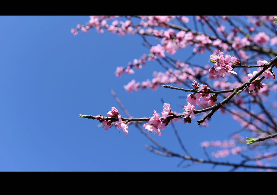 花田错简谱_花田错钢琴谱简谱(2)