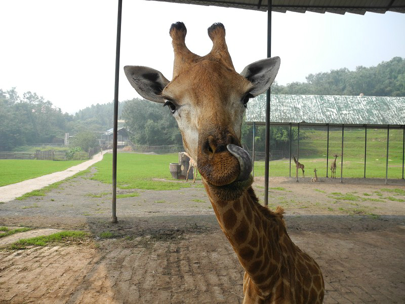 永川东站到成都高铁那个站下,然后在从成都高