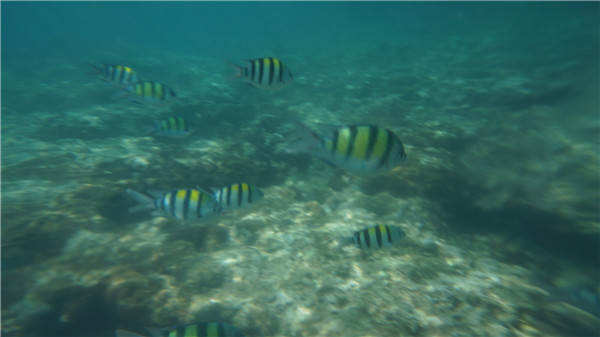 鱼多长时间喂一次喂多少 wKgB4lMq_vSAaxc0AAC1OumN_9A32.jpeg?imageView2%2F2%2Fw%2F600%2Fq%2F90