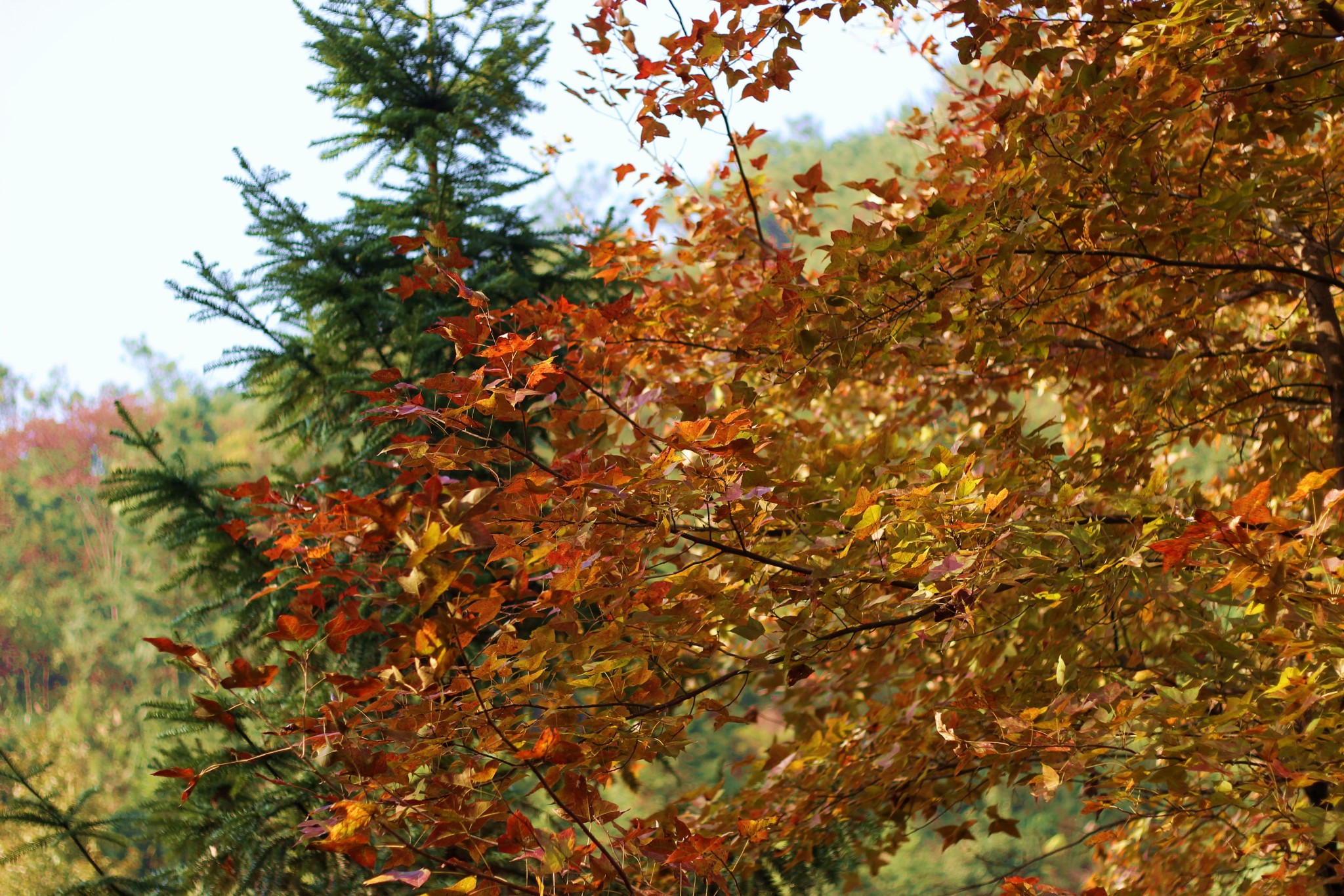 【36P】操的冒白浆女学生妹高清图片